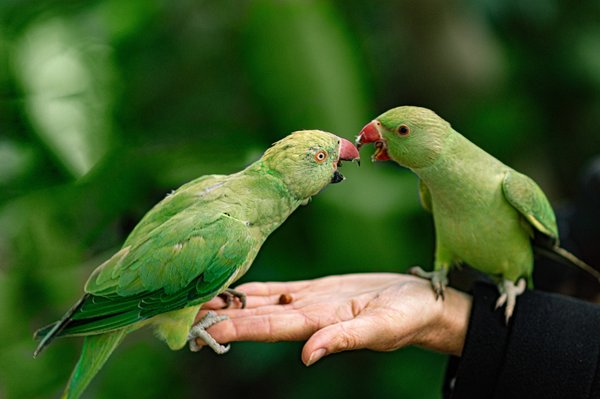 What Are the Signs of Emotional Distress in Pet Birds?
