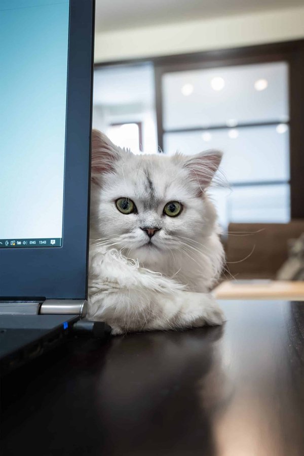 Can Chinchillas Learn Tricks and Commands?