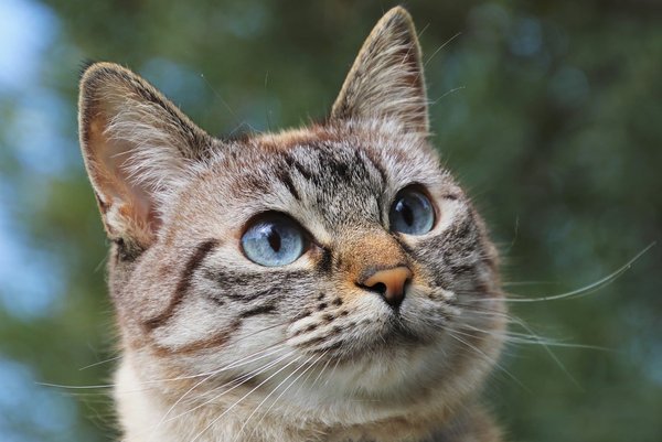 What Are the Best Practices for Caring for a Deaf Cat?