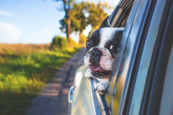 What Are the Best Tips for Safe Driving with Pets in the Car?